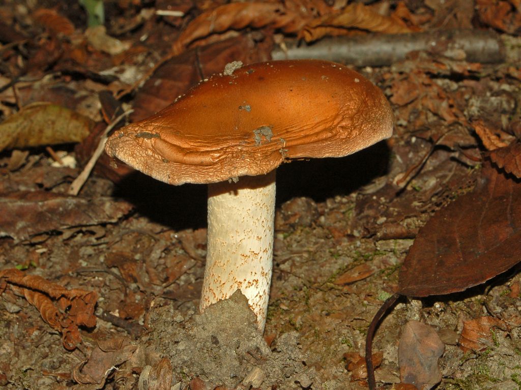 Dei funghi ... bruttarelli